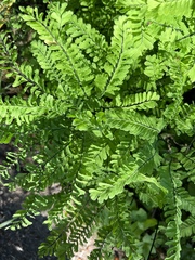 Adiantum aleuticum