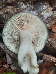Melanoleuca
