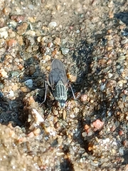 Fucellia