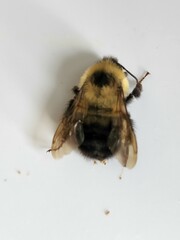 Bombus bimaculatus