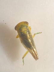 Populicerus confusus