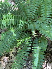 Polystichum acrostichoides
