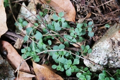 Sedum bulbiferum