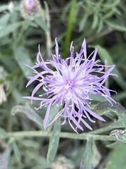 Centaurea stoebe