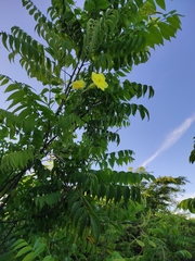 Pentalinon luteum