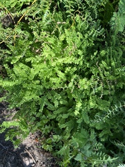Adiantum aleuticum