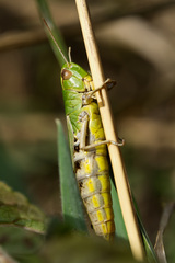 Pseudochorthippus parallelus