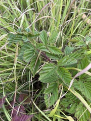 Rubus aboriginum
