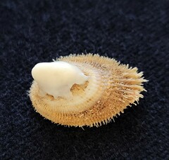 Pilosabia trigona