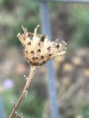 Centaurea stoebe