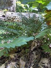Polystichum acrostichoides