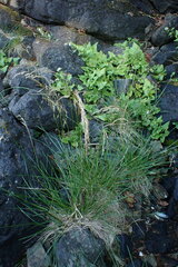Deschampsia cespitosa