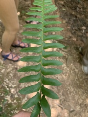 Polystichum acrostichoides