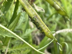 Aphis fabae