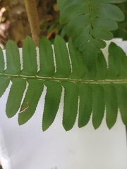 Polystichum acrostichoides