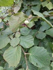 Corylus avellana