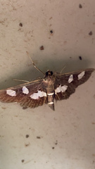 Desmia