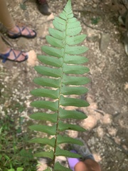 Polystichum acrostichoides