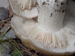 Russula foetens