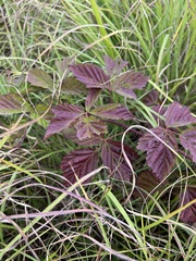 Rubus aboriginum