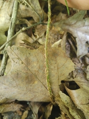 Polystichum acrostichoides