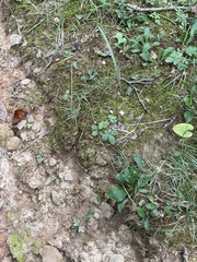 Potentilla canadensis