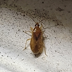 Anthocoridae