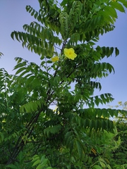 Pentalinon luteum