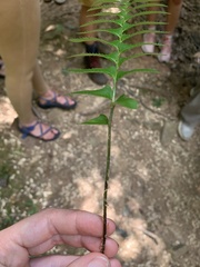 Polystichum acrostichoides
