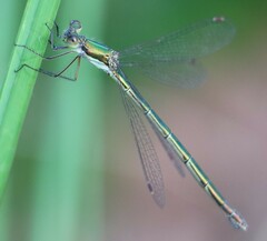 Lestes virens