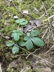 Potentilla canadensis