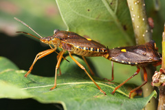 Pentatoma rufipes