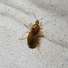 Anthocoridae