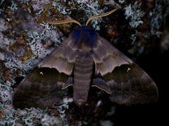 Pachysphinx modesta