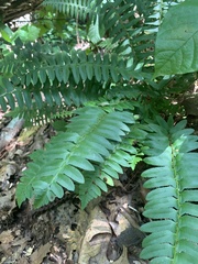 Polystichum acrostichoides