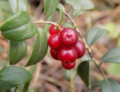 Vaccinium vitis-idaea