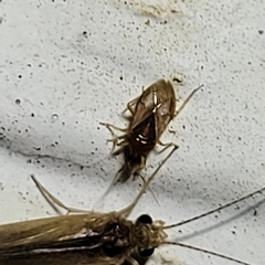 Anthocoridae
