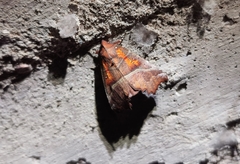 Scoliopteryx libatrix