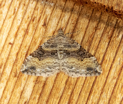 Xanthorhoe defensaria