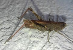 Gomphocerippus rufus