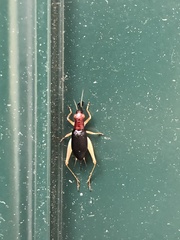 Phyllopalpus pulchellus