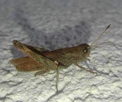 Gomphocerippus rufus