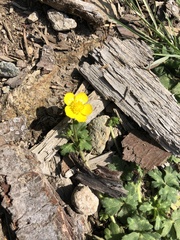 Ranunculus repens
