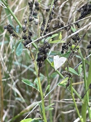 Rivula sericealis
