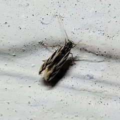 Eralea albalineella