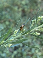 Diabrotica undecimpunctata