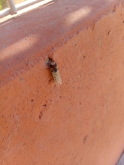 Syrphus
