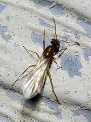 Dorymyrmex flavus