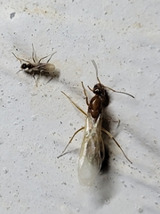 Dorymyrmex flavus