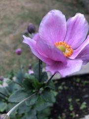 Eriocapitella hupehensis